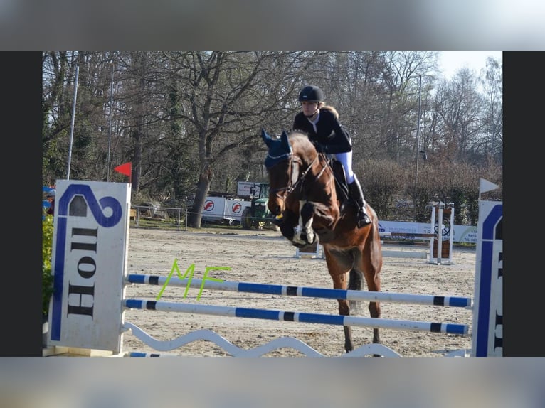 Baden Württemberger Castrone 8 Anni 175 cm Baio in Muggensturm