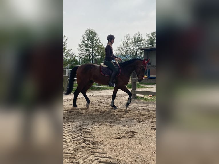 Baden Württemberger Castrone 8 Anni 175 cm Baio in Muggensturm