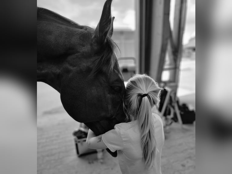 Baden Württemberger Castrone 9 Anni 170 cm Sauro in Hattersheim