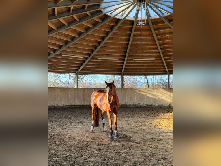 Baden Württemberger Castrone 9 Anni 170 cm Sauro in Hattersheim