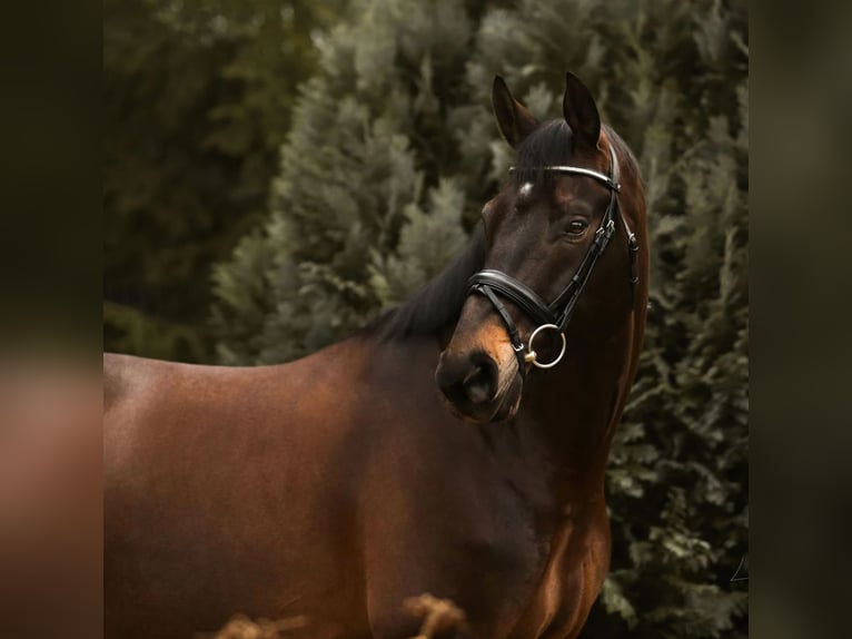 Baden Württemberger Castrone 9 Anni 171 cm Baio scuro in Kandern