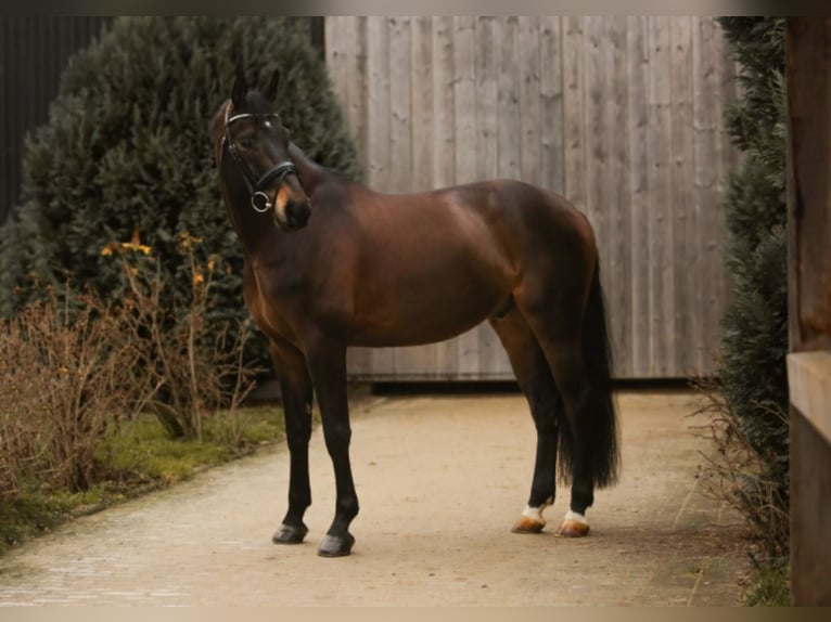 Baden Württemberger Castrone 9 Anni 171 cm Baio scuro in Kandern