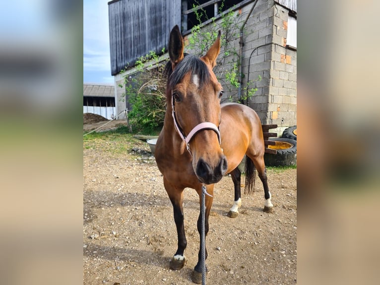 Baden Württemberger Giumenta 10 Anni 164 cm Baio in Steinheim am Albuch