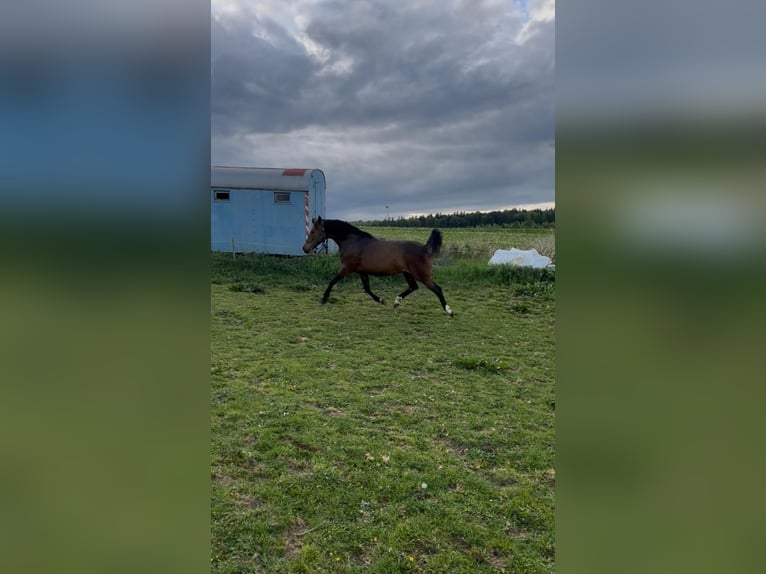 Baden Württemberger Giumenta 10 Anni 164 cm Baio in Steinheim am Albuch