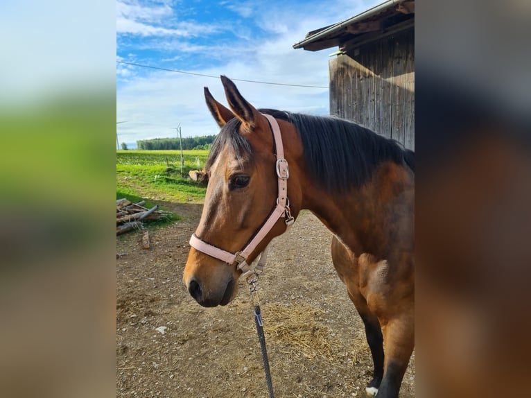 Baden Württemberger Giumenta 10 Anni 164 cm Baio in Steinheim am Albuch