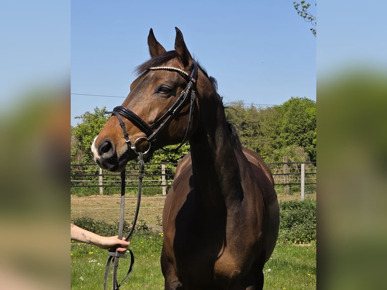 Baden Württemberger Giumenta 10 Anni 165 cm Baio in Wachtendonk