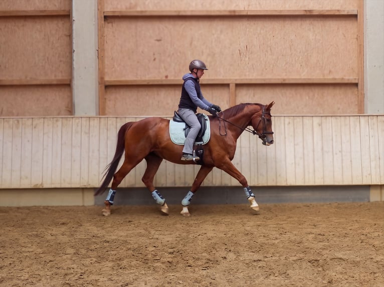 Baden Württemberger Giumenta 10 Anni 166 cm  in Rot an der Rot