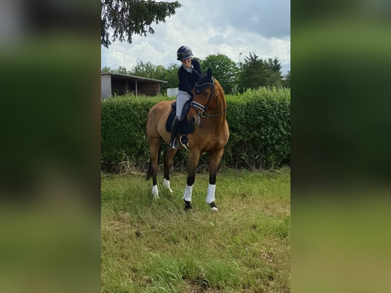 Baden Württemberger Giumenta 10 Anni 177 cm Baio in Crailsheim