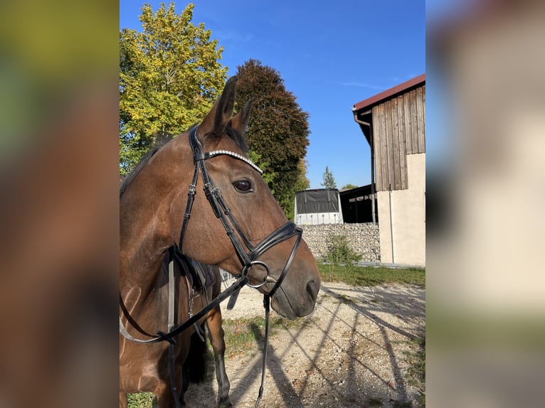 Baden Württemberger Giumenta 11 Anni 167 cm Baio in Burgau