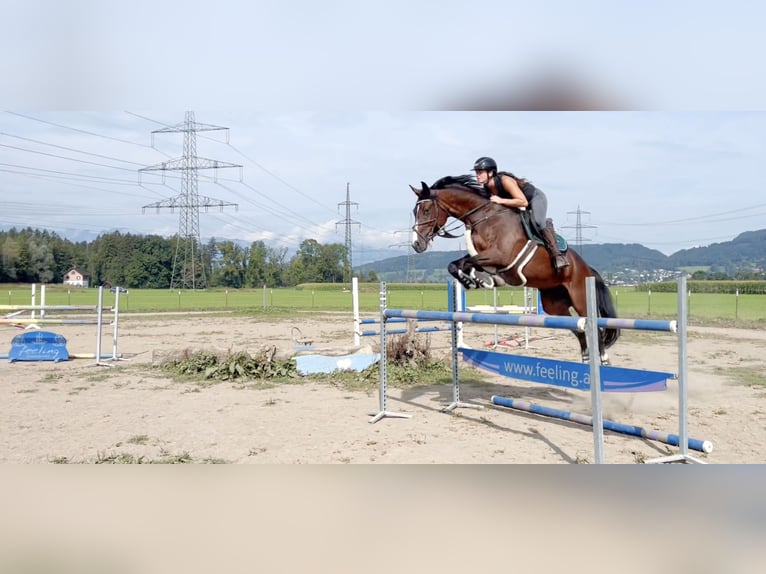 Baden Württemberger Giumenta 11 Anni 167 cm Baio scuro in Schlins