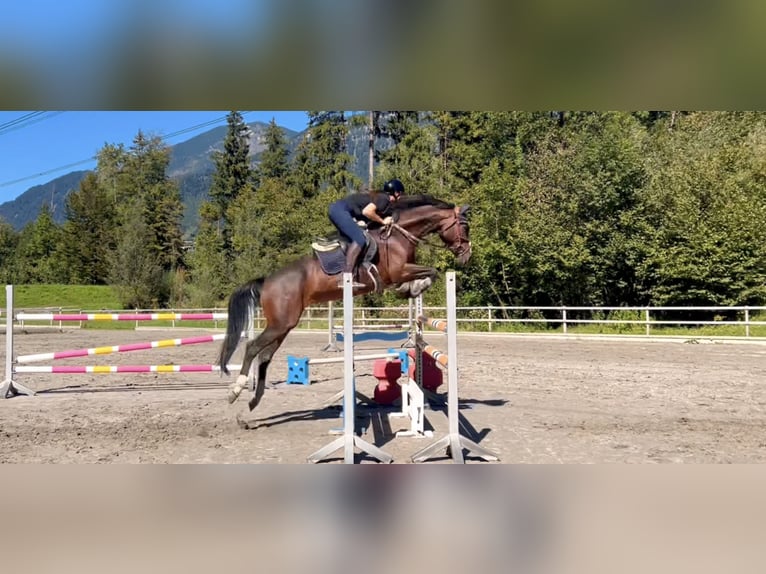 Baden Württemberger Giumenta 11 Anni 167 cm Baio scuro in Schlins