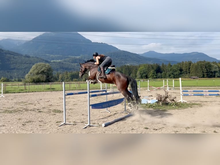 Baden Württemberger Giumenta 11 Anni 167 cm Baio scuro in Schlins