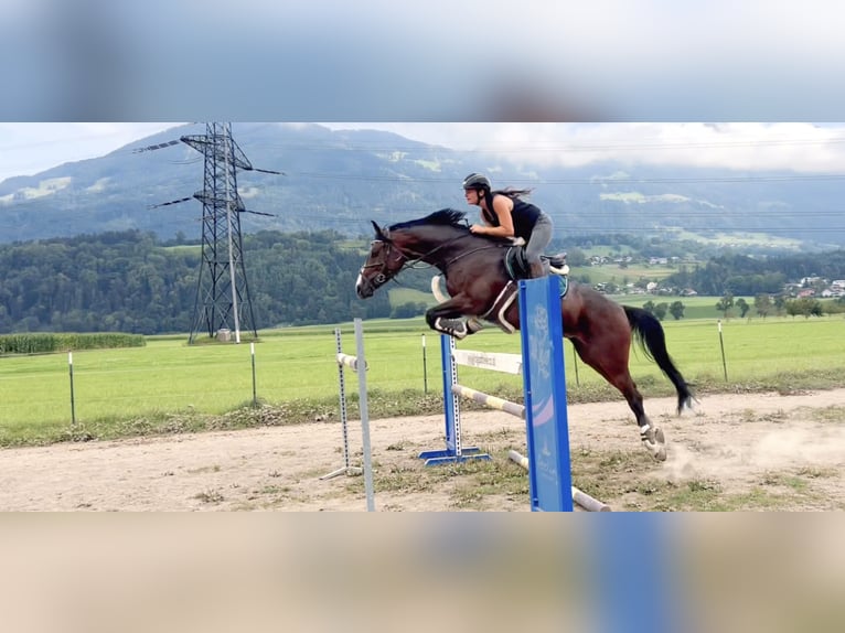 Baden Württemberger Giumenta 11 Anni 167 cm Baio scuro in Schlins