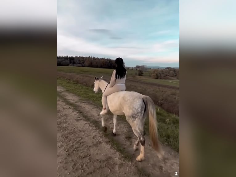 Baden Württemberger Giumenta 13 Anni 160 cm Grigio in Gaienhofen