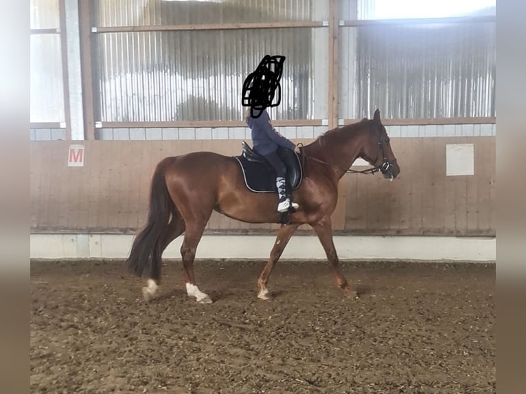 Baden Württemberger Giumenta 13 Anni 165 cm in Günzburg