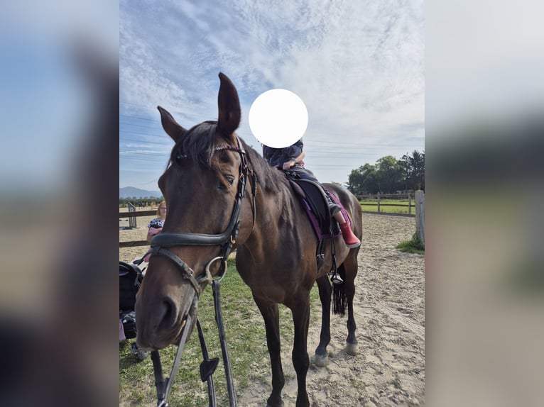 Baden Württemberger Giumenta 13 Anni 167 cm Baio scuro in Bensheim