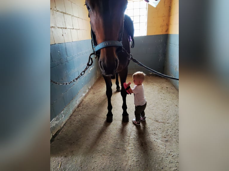 Baden Württemberger Giumenta 13 Anni 167 cm Baio scuro in Bensheim