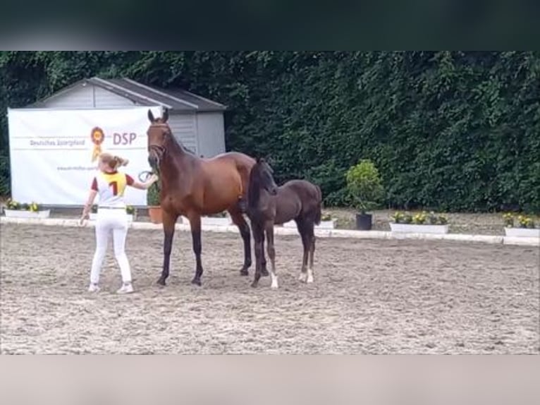 Baden Württemberger Giumenta 13 Anni 168 cm Baio in Rot an der Rot