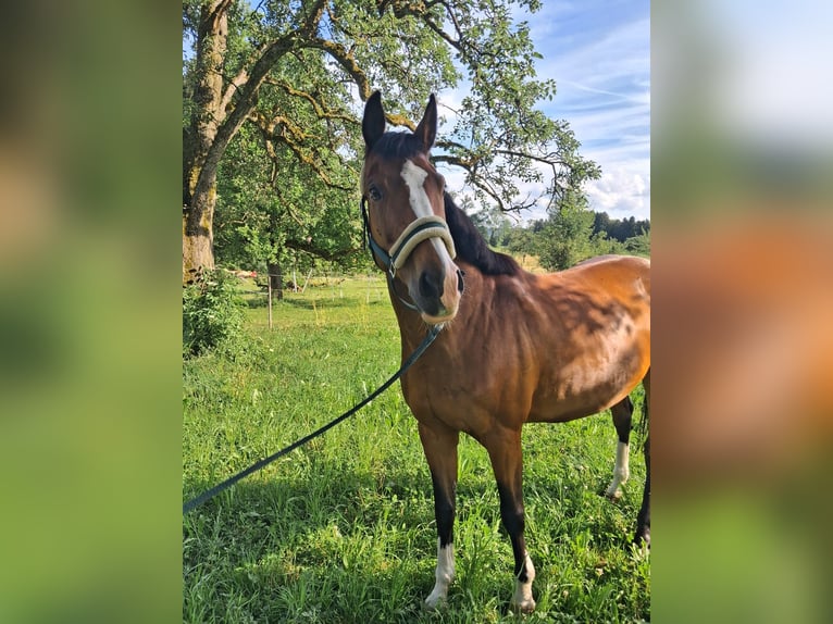 Baden Württemberger Giumenta 13 Anni 168 cm Baio in Lömmenschwil
