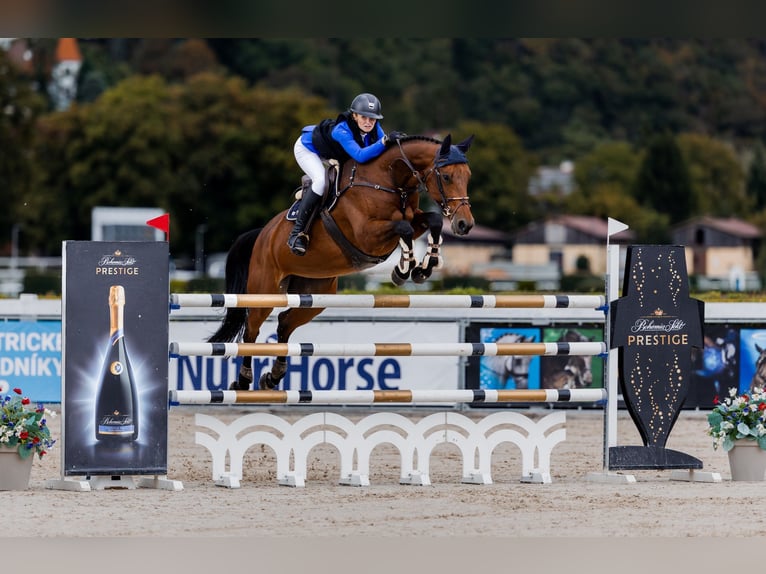 Baden Württemberger Giumenta 13 Anni 170 cm Baio in Prag