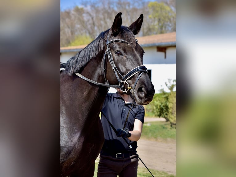 Baden Württemberger Giumenta 13 Anni 170 cm Morello in Stolpe