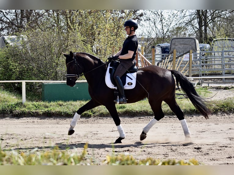 Baden Württemberger Giumenta 13 Anni 170 cm Morello in Stolpe
