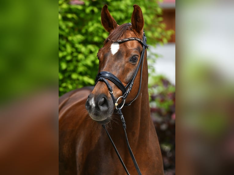 Baden Württemberger Giumenta 13 Anni 172 cm Sauro scuro in Ismaning