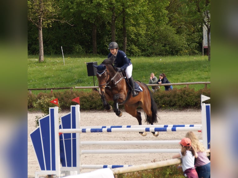 Baden Württemberger Giumenta 13 Anni 180 cm Baio in DußlingenDußlingen