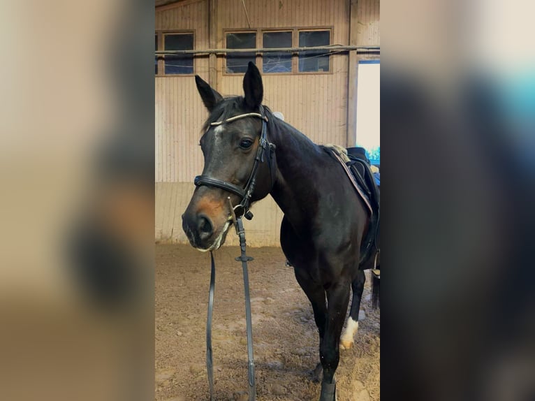 Baden Württemberger Giumenta 14 Anni 163 cm Baio scuro in Tübingen
