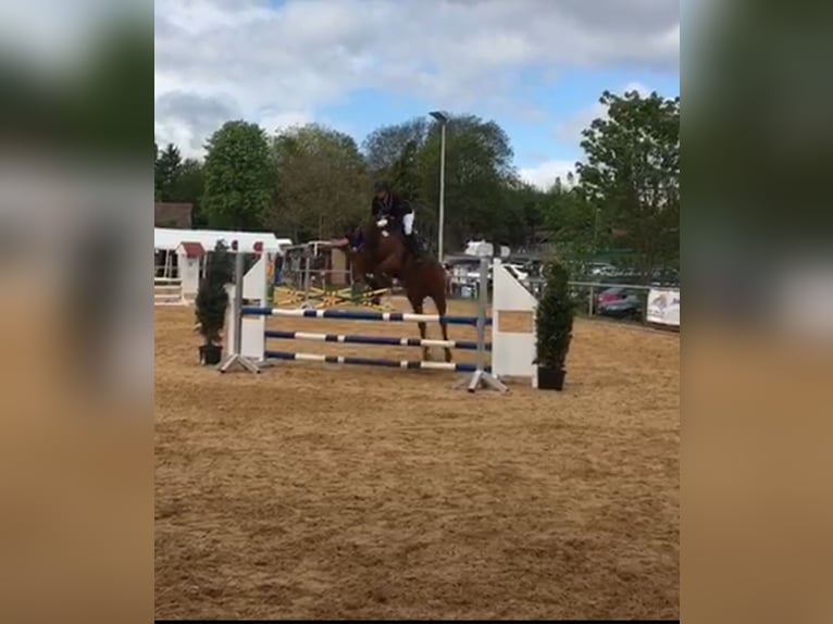 Baden Württemberger Giumenta 14 Anni 169 cm Sauro in Freudenstadt