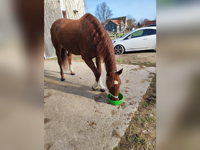 Baden Württemberger Giumenta 14 Anni 174 cm Sauro in Langenzenn