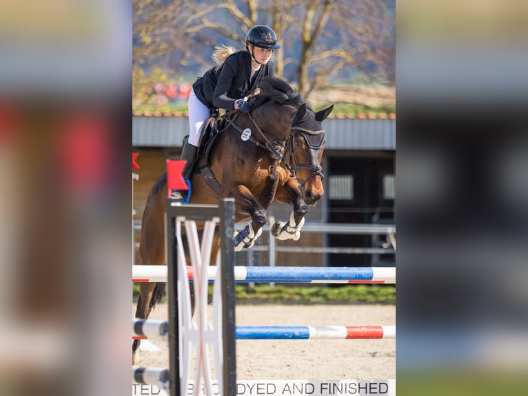 Baden Württemberger Giumenta 15 Anni 170 cm Baio scuro in Tuttlingen