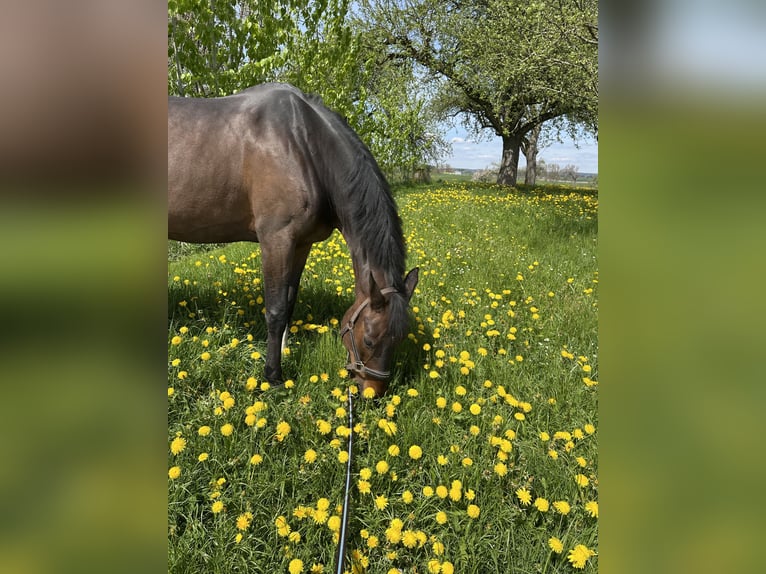 Baden Württemberger Giumenta 15 Anni 170 cm Baio scuro in Tuttlingen