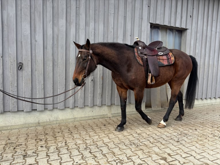 Baden Württemberger Giumenta 16 Anni 168 cm Baio in Grünenbach
