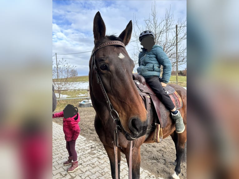 Baden Württemberger Giumenta 16 Anni 168 cm Baio in Grünenbach