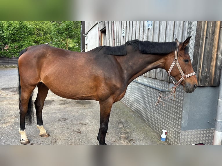 Baden Württemberger Giumenta 17 Anni 170 cm Baio in Nesselwängle