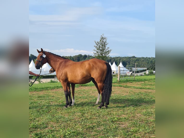 Baden Württemberger Giumenta 17 Anni 171 cm Baio in Ellwangen (Jagst)