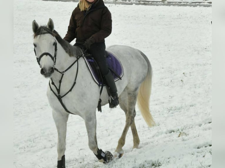 Baden Württemberger Giumenta 19 Anni 167 cm Grigio in Baienfurt