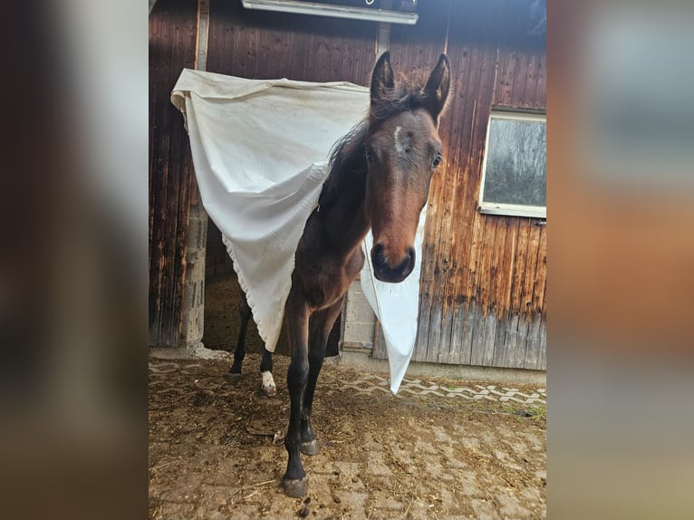 Baden Württemberger Giumenta 1 Anno Baio in Neuffen