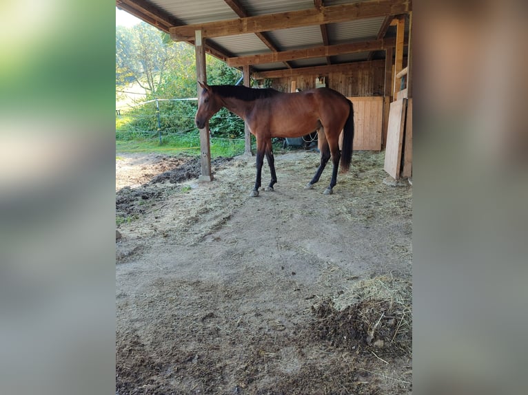 Baden Württemberger Giumenta 2 Anni Baio in Küssaberg