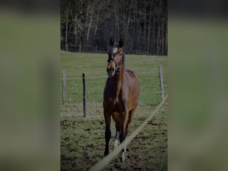 Baden Württemberger Giumenta 3 Anni 170 cm Baio in Riesbürg