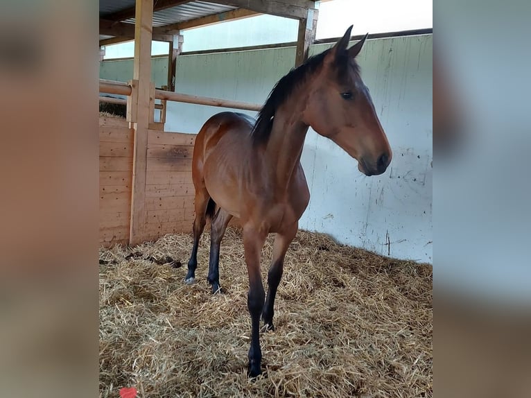 Baden Württemberger Giumenta 3 Anni Baio in Küssaberg