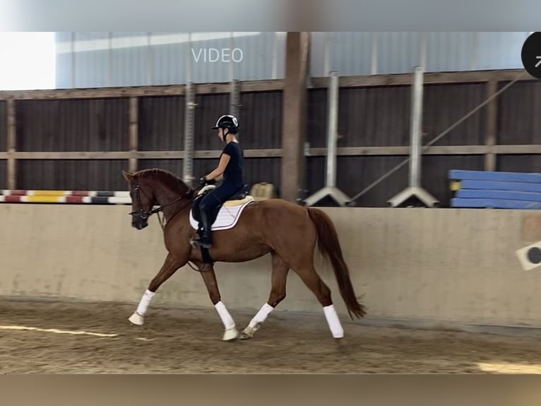 Baden Württemberger Giumenta 4 Anni 168 cm Sauro in Wehr