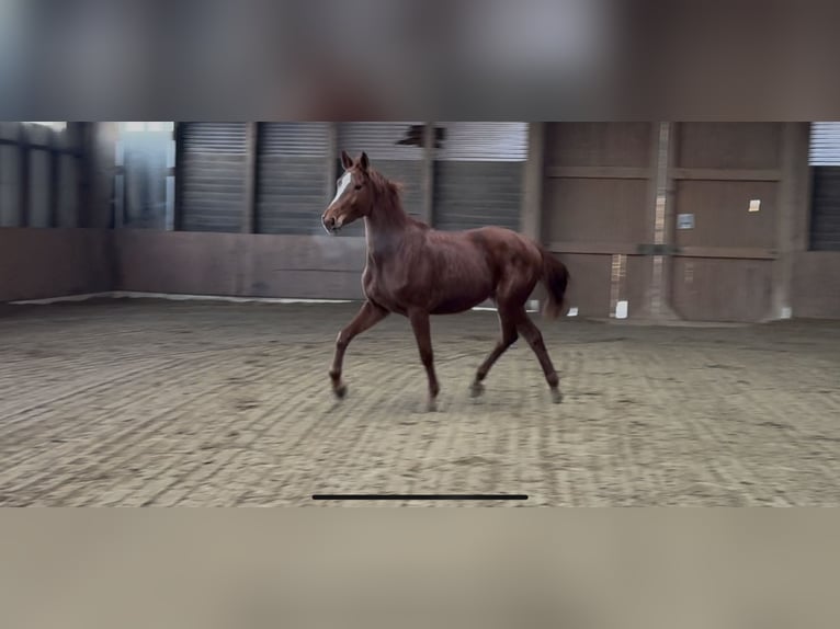 Baden Württemberger Giumenta 4 Anni 168 cm Sauro in Buchen (Odenwald)