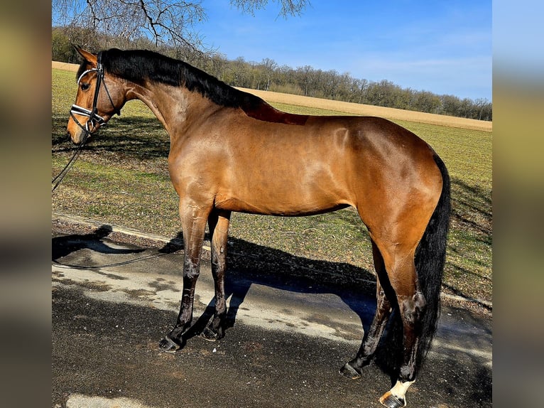 Baden Württemberger Giumenta 4 Anni 174 cm Baio in Röttingen