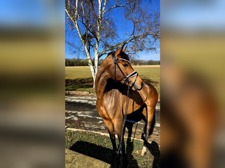 Baden Württemberger Giumenta 4 Anni 174 cm Baio in Röttingen