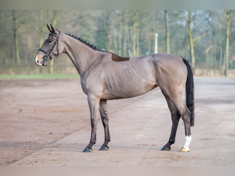 Baden Württemberger Giumenta 5 Anni 164 cm in GROTE-BROGEL