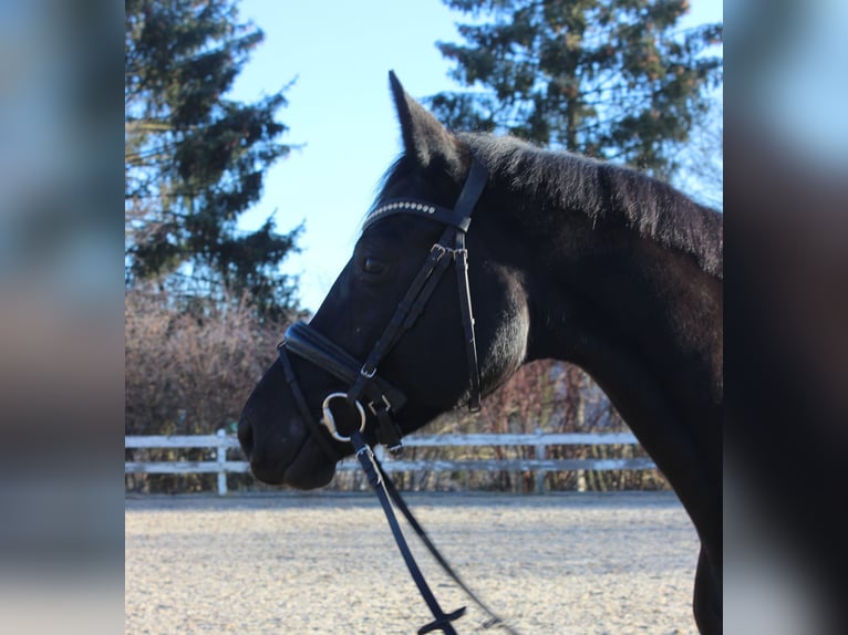 Baden Württemberger Giumenta 5 Anni 166 cm Morello in Neuburg-Edelstetten