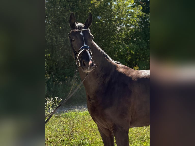 Baden Württemberger Giumenta 5 Anni 166 cm Morello in Pliening