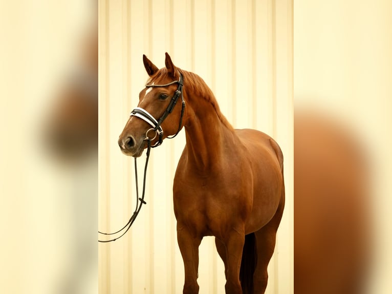 Baden Württemberger Giumenta 5 Anni 167 cm Sauro in Westerheim